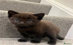 British Shorthair cats for sale: Stunning Brown/Grey Mix British Shorthair Kittens - Advert 13