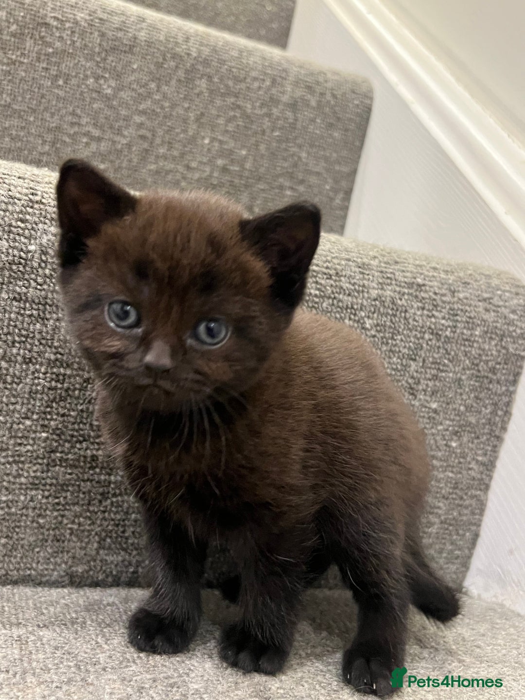 British Shorthair cats for sale: Stunning Brown/Grey Mix British Shorthair Kittens - Advert 13