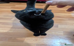 British Shorthair cats for stud: Pure British Short hair black cat for stud - Image 3