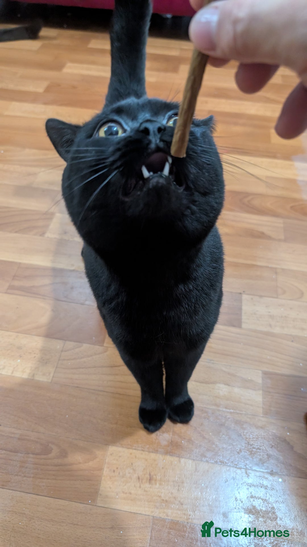 British Shorthair cats for stud: Pure British Short hair black cat for stud - Image 3