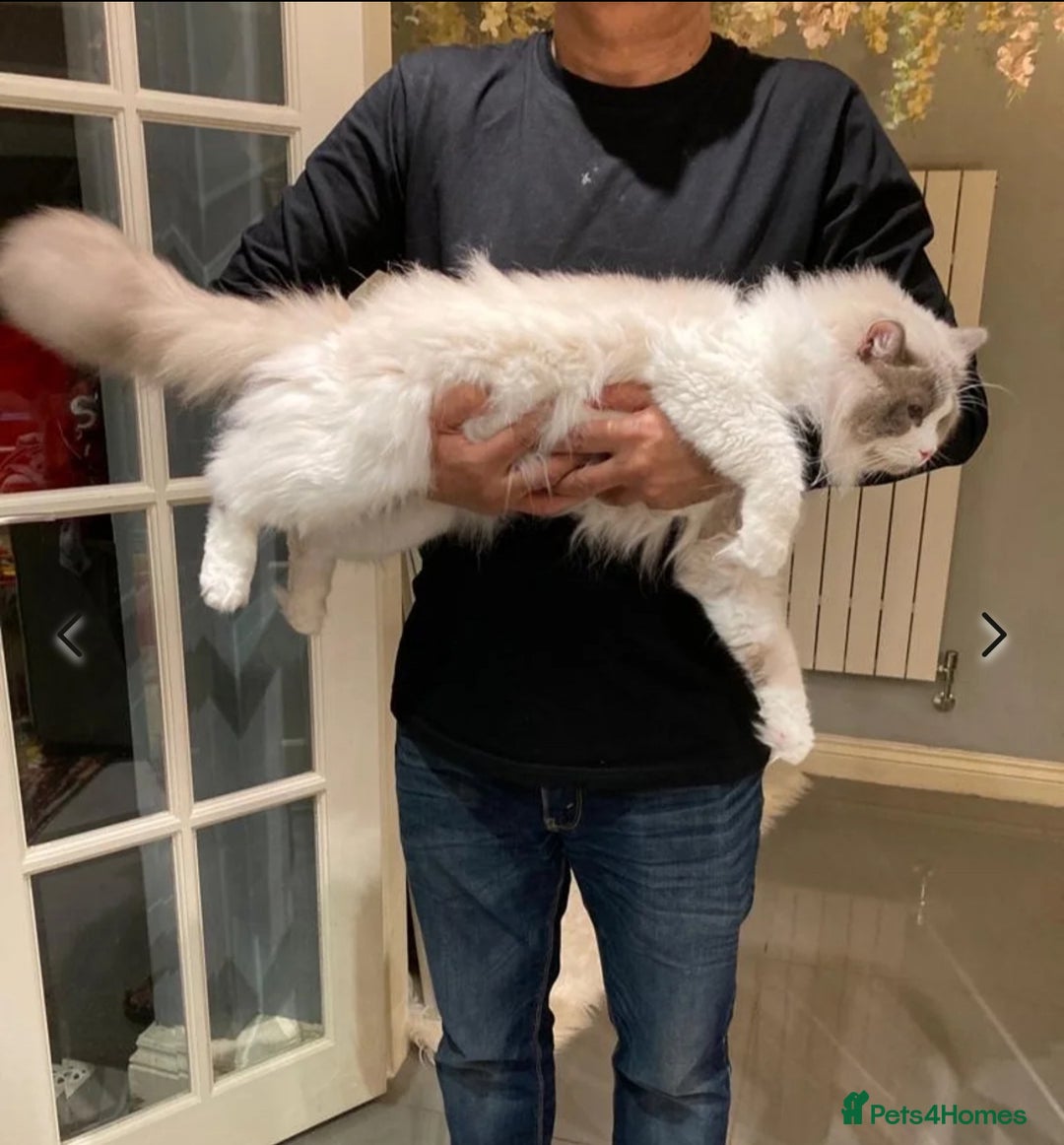 Ragdoll cats for sale: Female kitten become available! Pure Ragdoll in Derby - Image 9