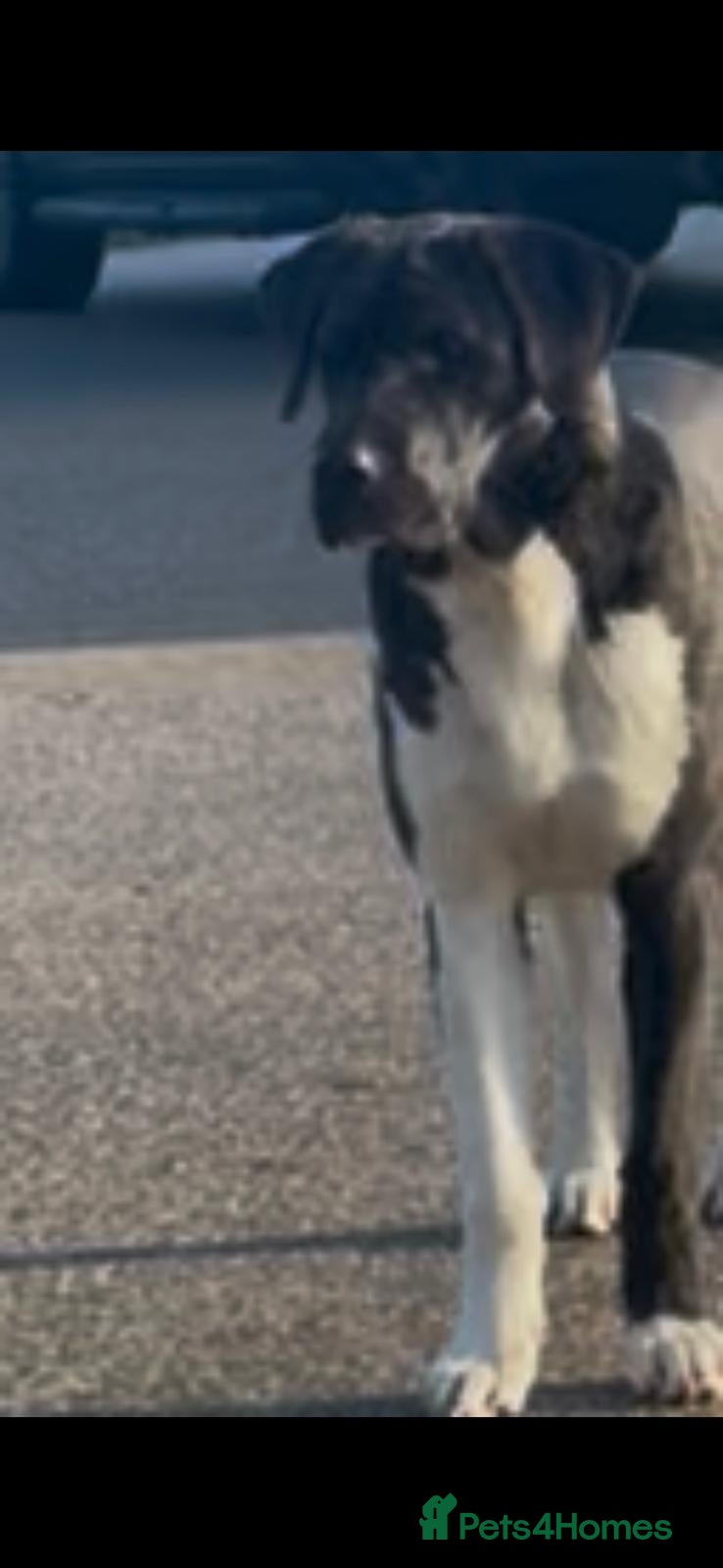 Mixed Breed dogs for sale: Dane Shepherd Puppies - Advert 1