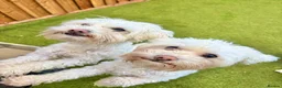 Bichon Frise dogs for sale: Two Bichon Frise Ready for their New Home - Advert 1