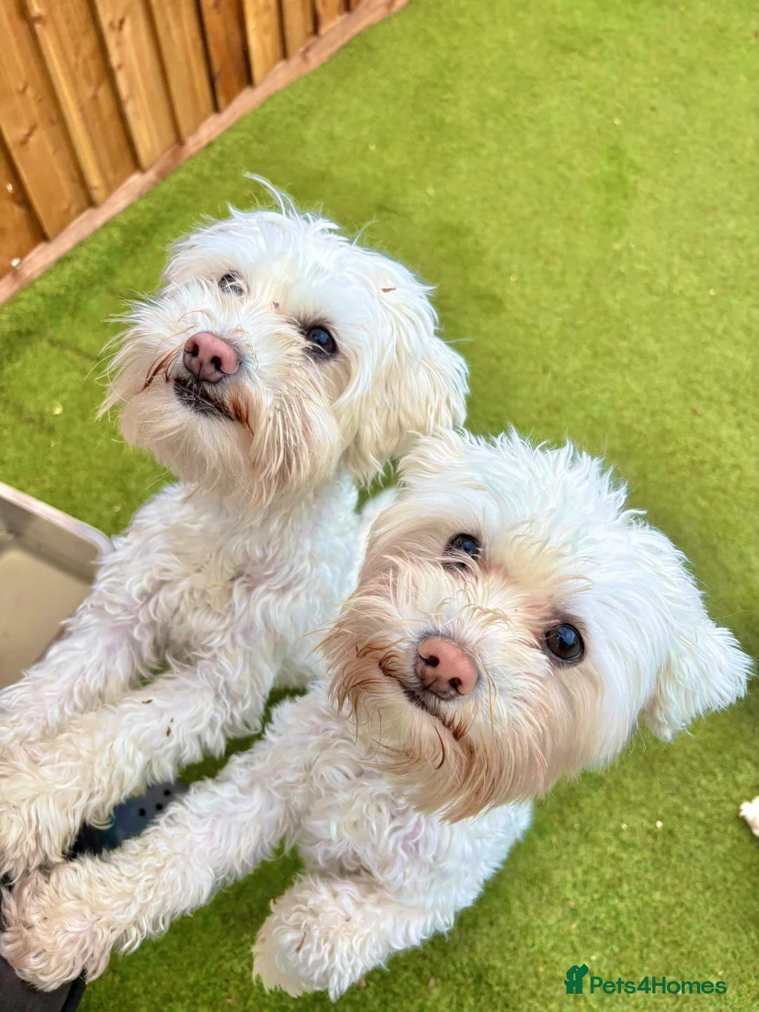 Bichon Frise dogs for sale: Two Bichon Frise Ready for their New Home - Advert 1