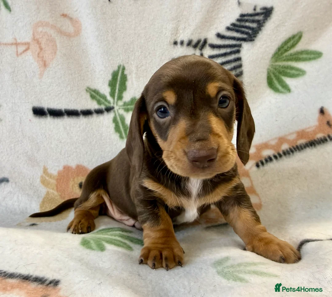 Miniature Dachshund dogs for sale: 🐾 Kc Reg Smooth Haired Miniature Dachshunds 🐾  - Advert 13