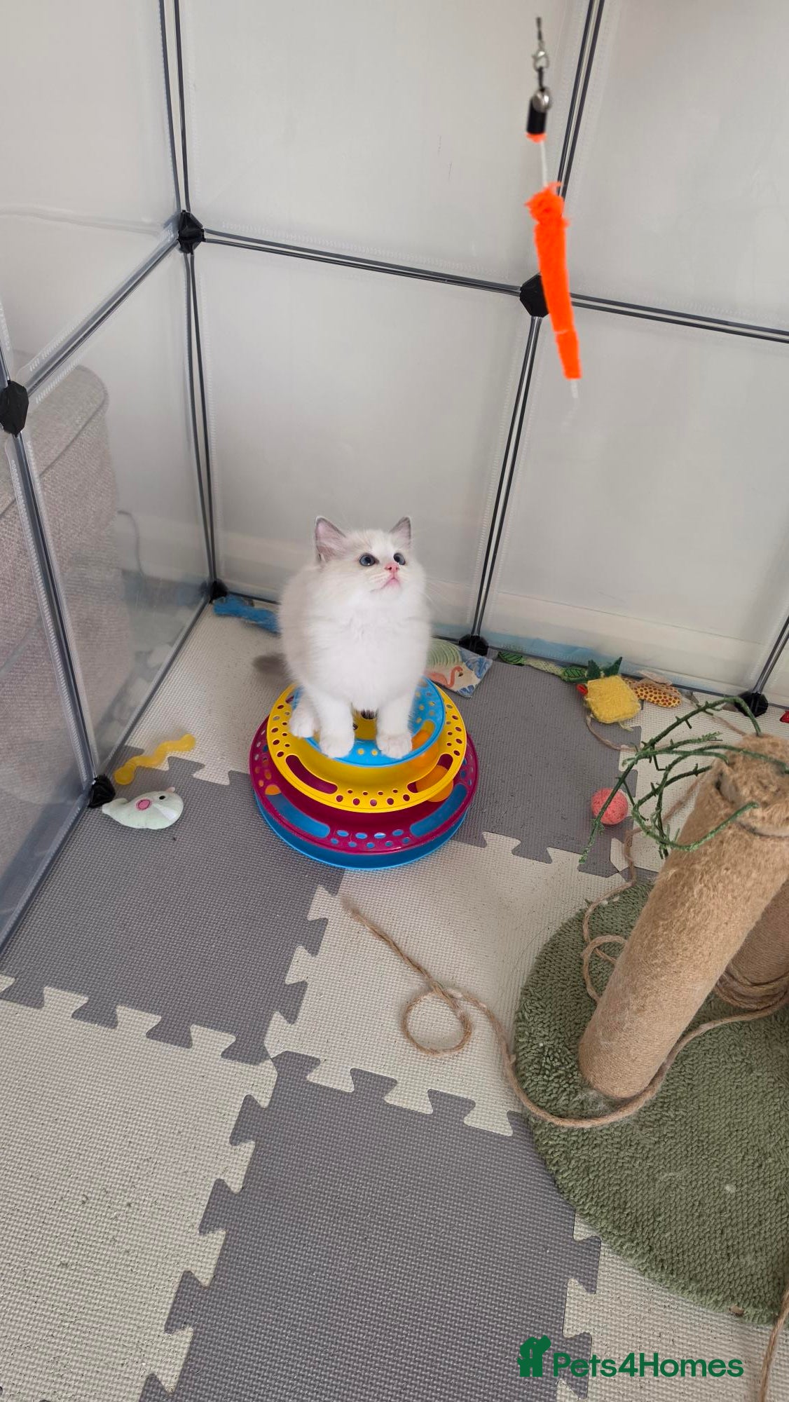 Ragdoll cats 🐾 2 Beautiful Blue Bi-Colour Ragdoll Kittens 🐾 - Advert 2