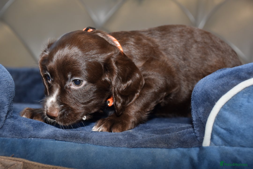 Cocker Spaniel dogs for sale: Kc Reg Health Tested Cocker Spaniel Puppies - Advert 23