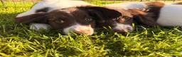 English Springer Spaniel dogs for sale: Stunning KC Working Springer Pups –FTCH Bloodlines - Advert 4