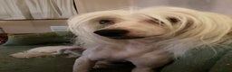 Chinese Crested dogs for stud: Cream/white Chinese crested stud - Advert 4