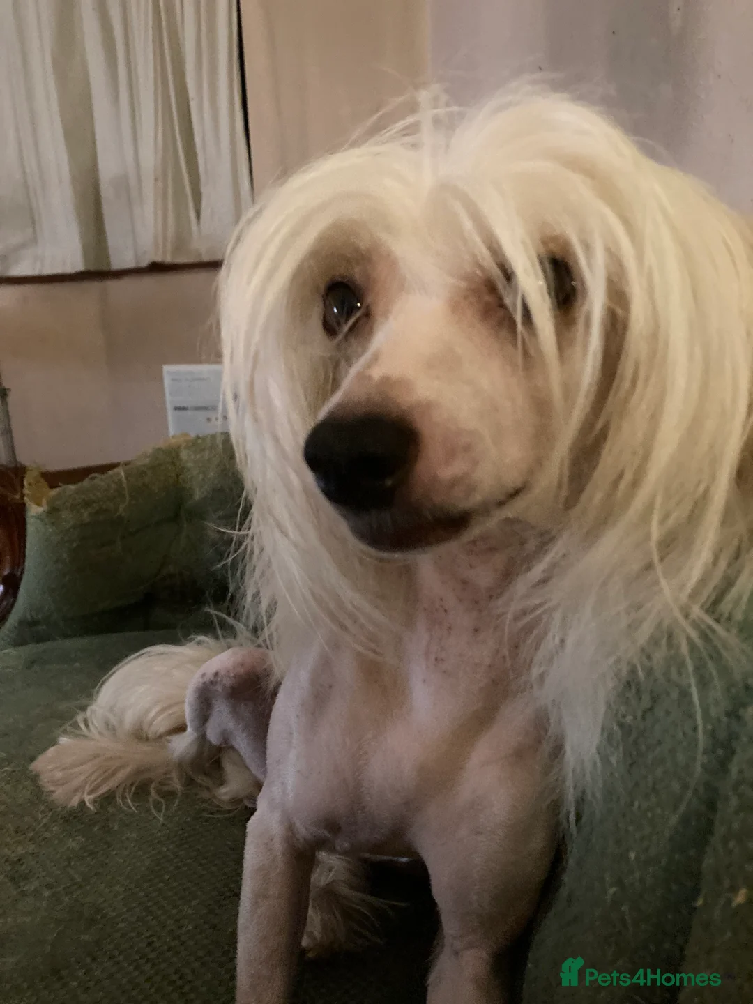 Chinese Crested dogs for stud: Cream/white Chinese crested stud - Advert 4