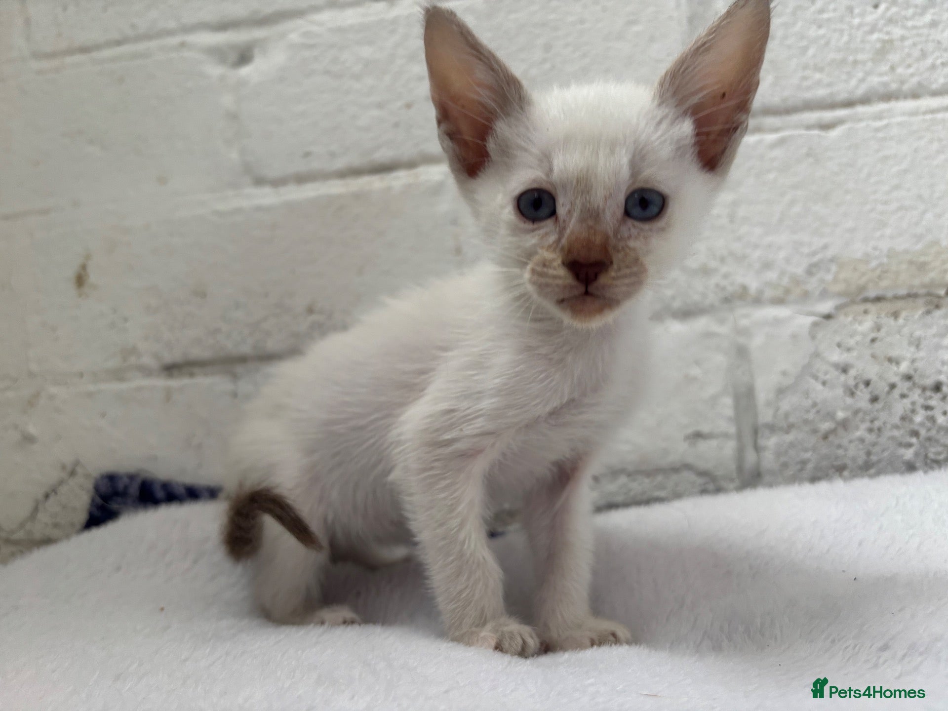 Siamese cats ONEGIRL LEFT ORIENTAL SIAMESE × LYNX POINT SIAMESE - Advert 4