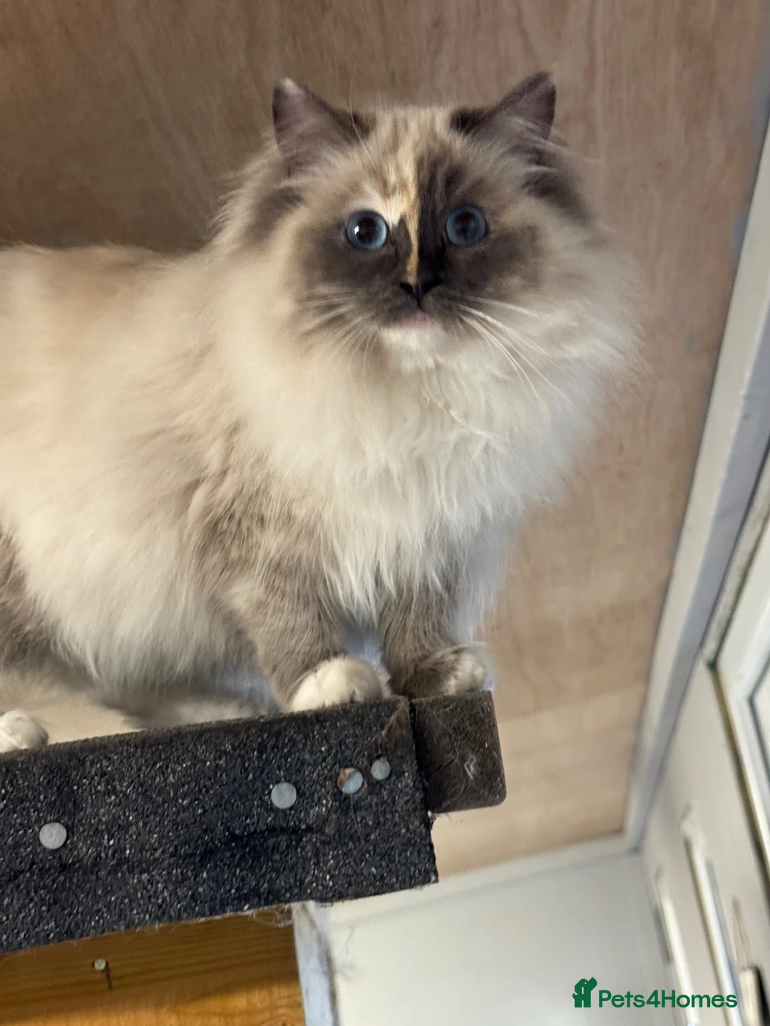 Ragdoll cats for sale: Ragdoll Female Cat - Advert 2