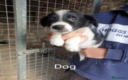 Border Collie dogs for sale: Beautiful border collie puppies  - Image 5