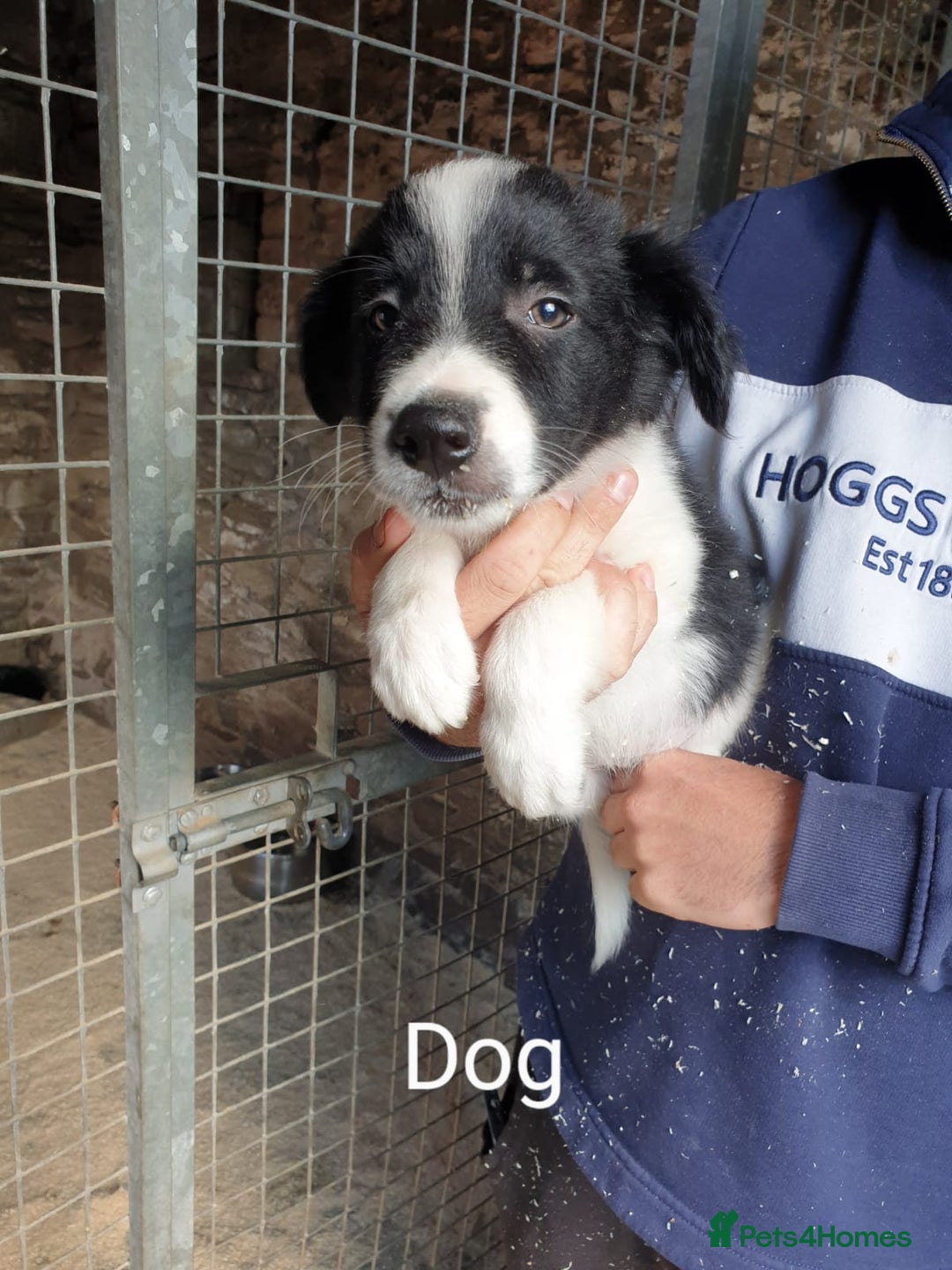 Border Collie dogs for sale: Beautiful border collie puppies  - Image 5