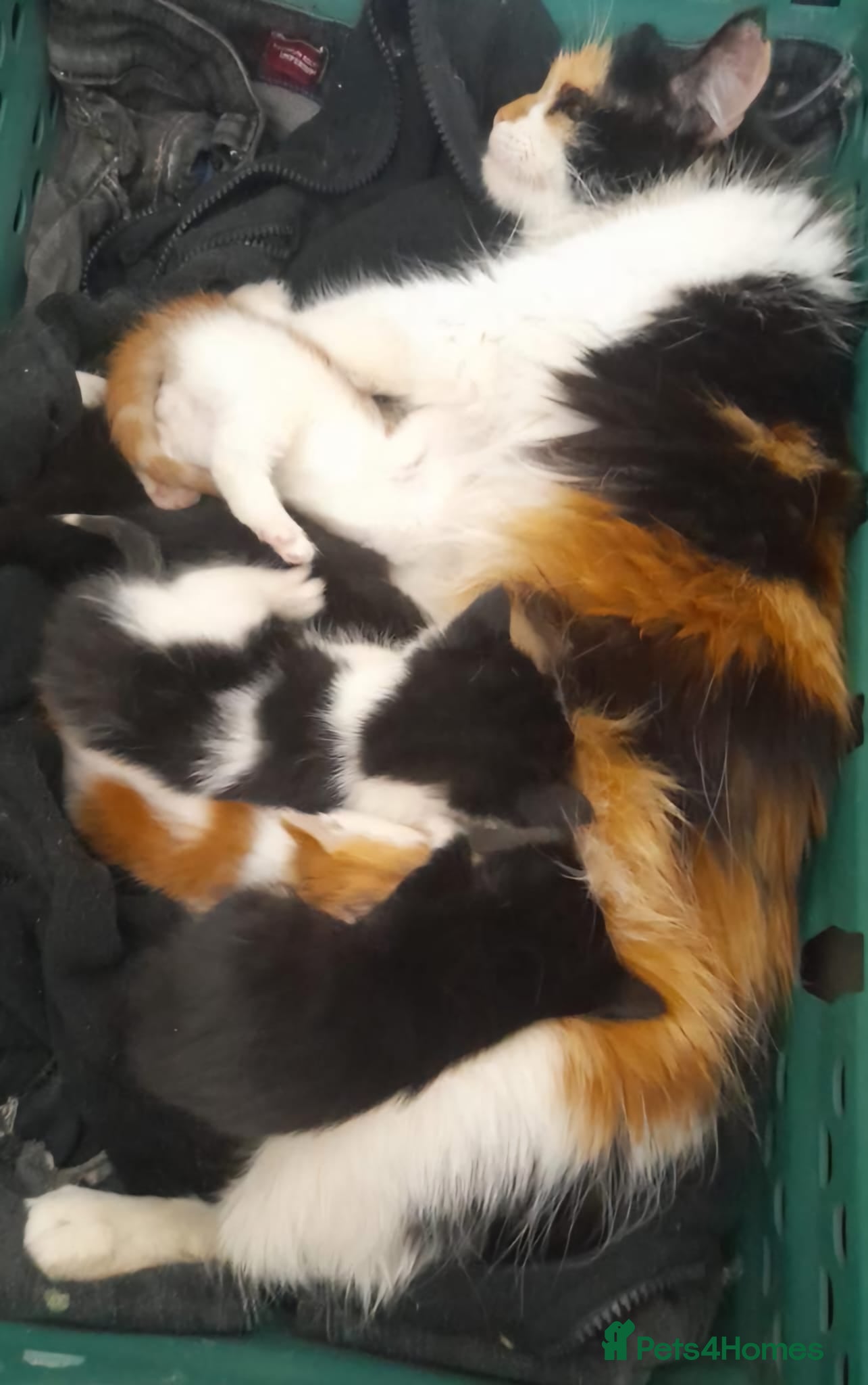 Mixed Breed cats 12 Beautifull kittens looking for a home. - Advert 2