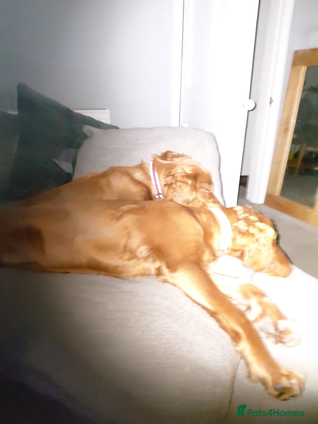 Cocker Spaniel dogs for sale: Poppy and Eden - Image 3
