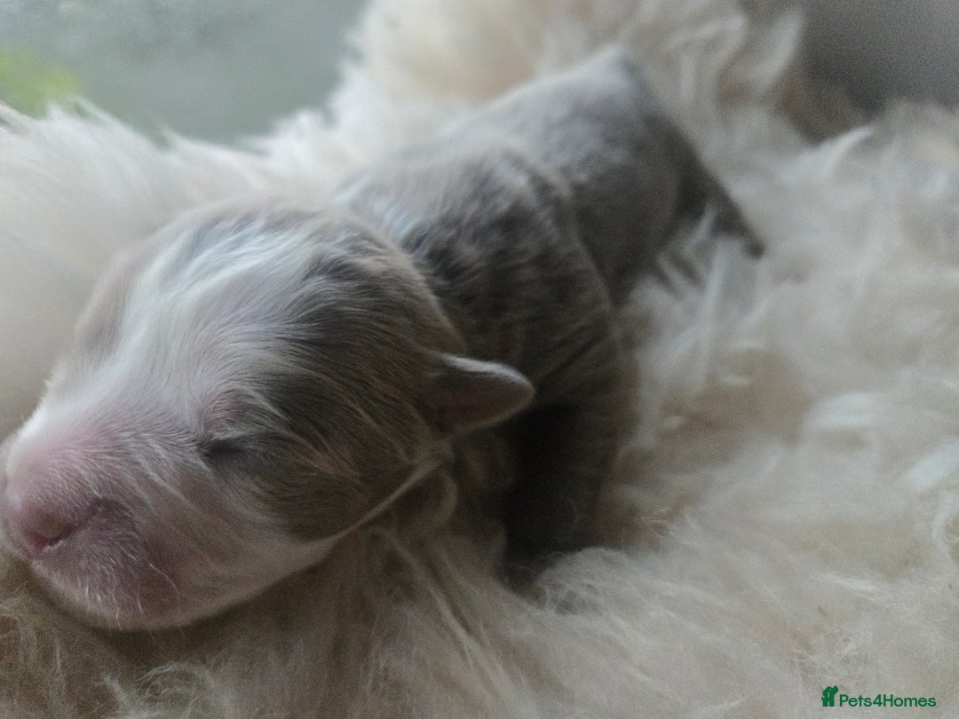 Olde English Bulldogge dogs for sale: Mammut : Fluffy Olde English Bulldog puppies. - Advert 36