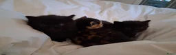 Mixed Breed cats for sale: BLACK OR TORTOISHELL KITTENS - Advert 4