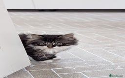 Mixed Breed cats for sale: Fluffy kittens for sale - Image 3