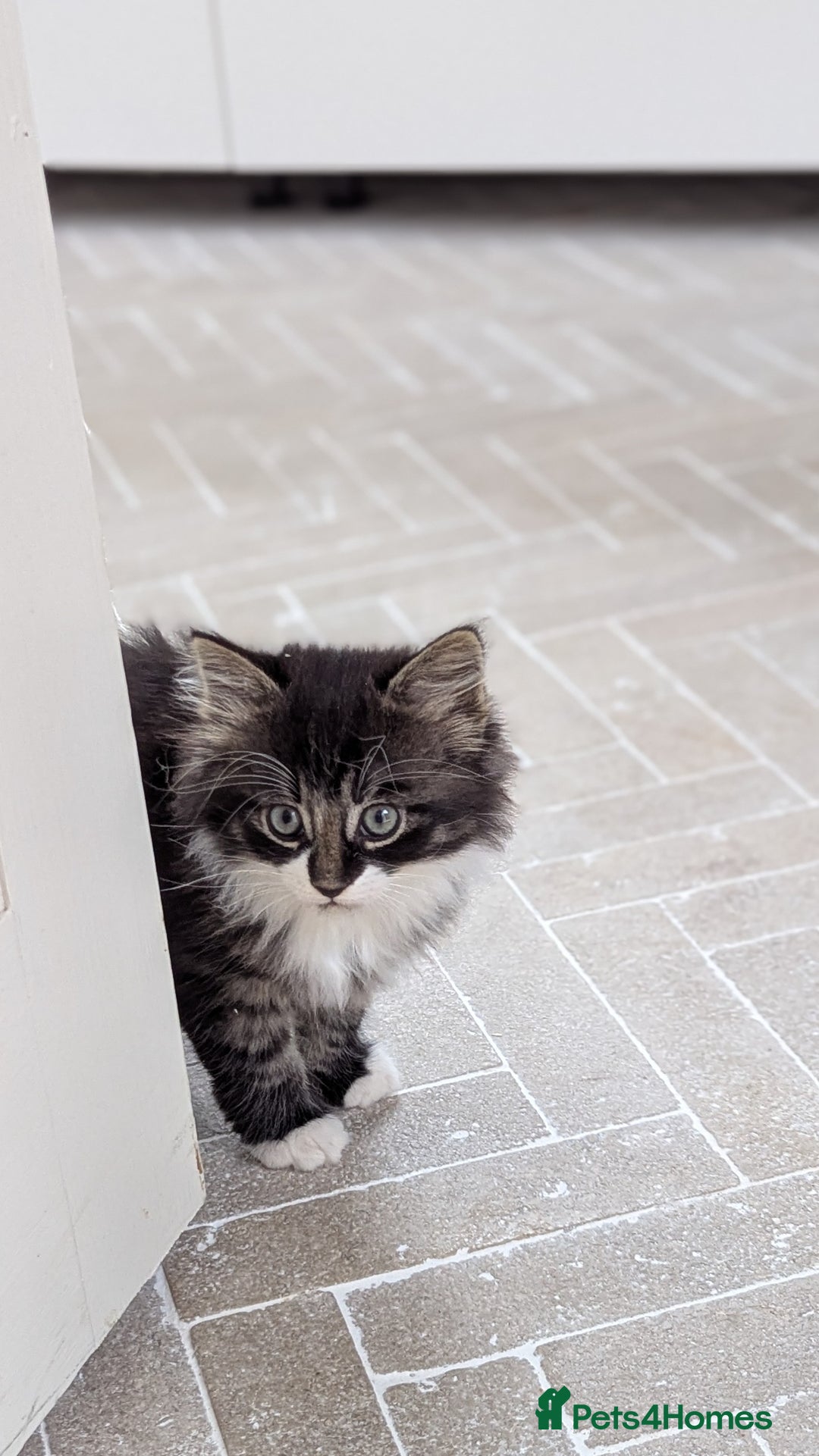 Mixed Breed cats for sale: Fluffy kittens for sale - Image 3