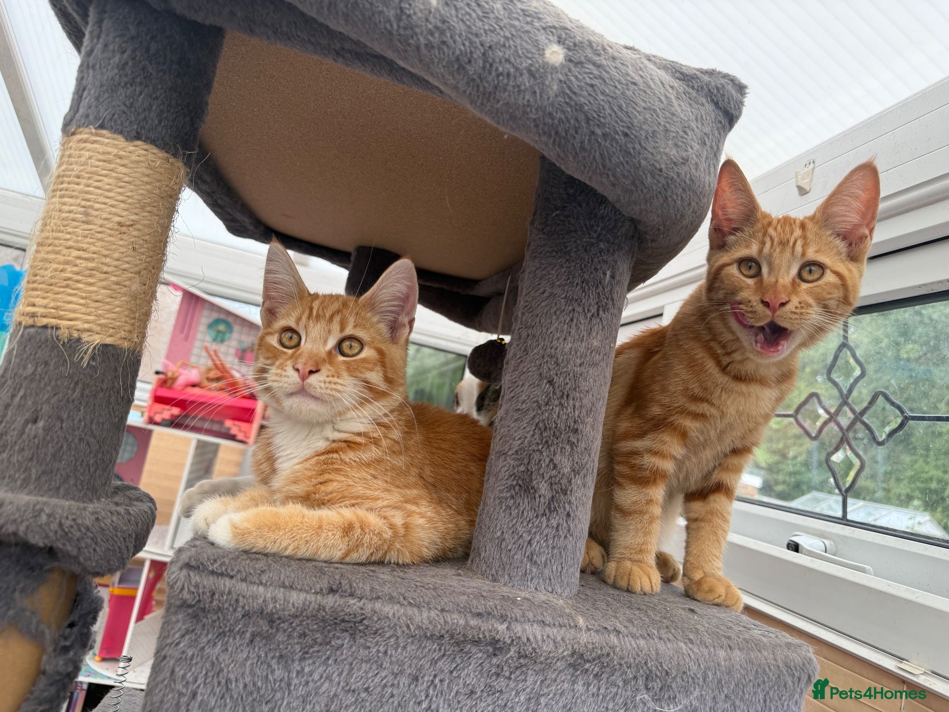 Maine Coon cats TORTOISESHELL MAINE COON X KITTENS - Advert 5