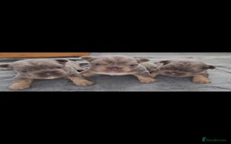French Bulldog dogs for sale:  🐾Fluffy French Bulldog Isabella&Tan Boys🐾 - Image 1