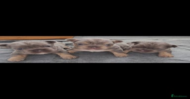 French Bulldog dogs - Advert 2