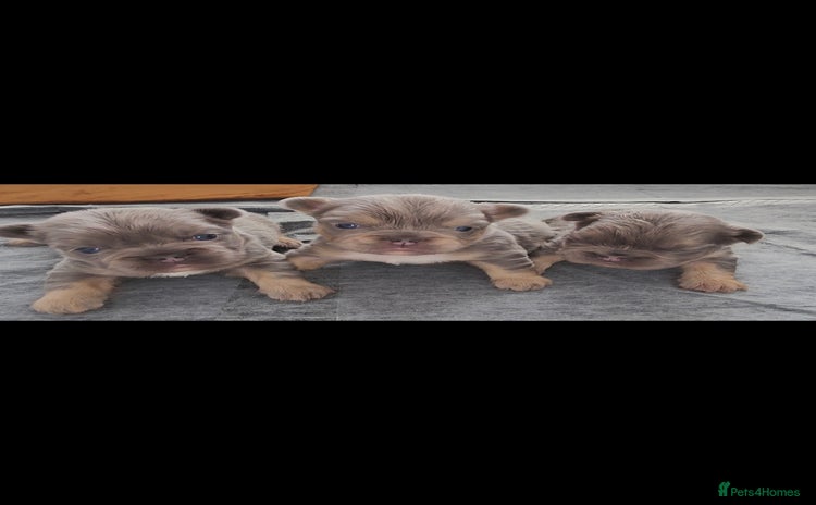 French Bulldog dogs - Advert 1