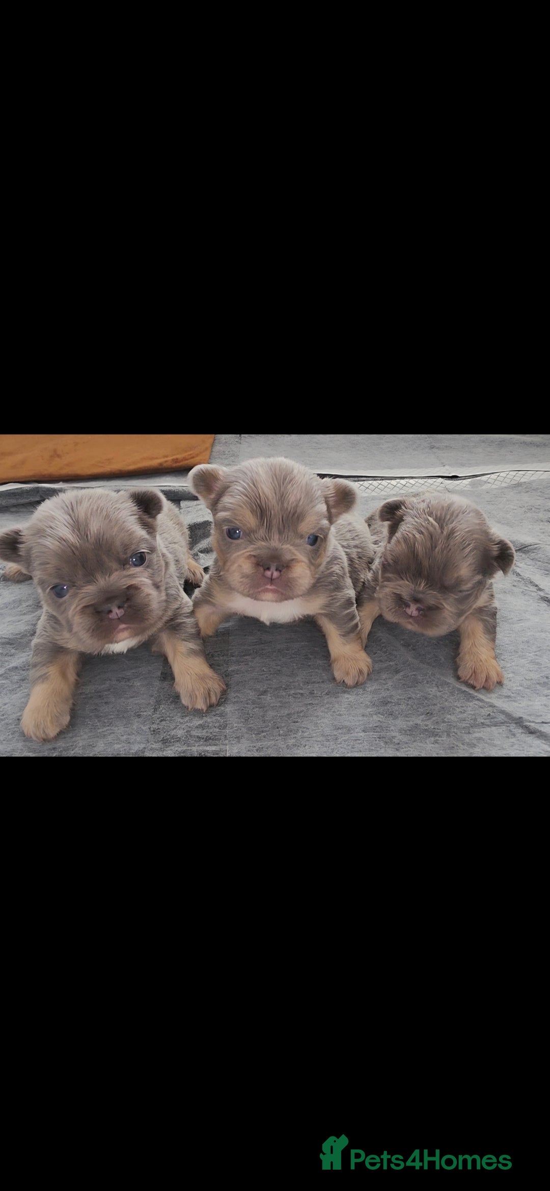 French Bulldog dogs for sale:  🐾Fluffy French Bulldog Isabella&Tan Boys🐾 - Image 1