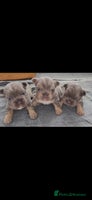 French Bulldog dogs - Advert 9