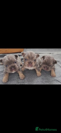 French Bulldog dogs - Advert 1