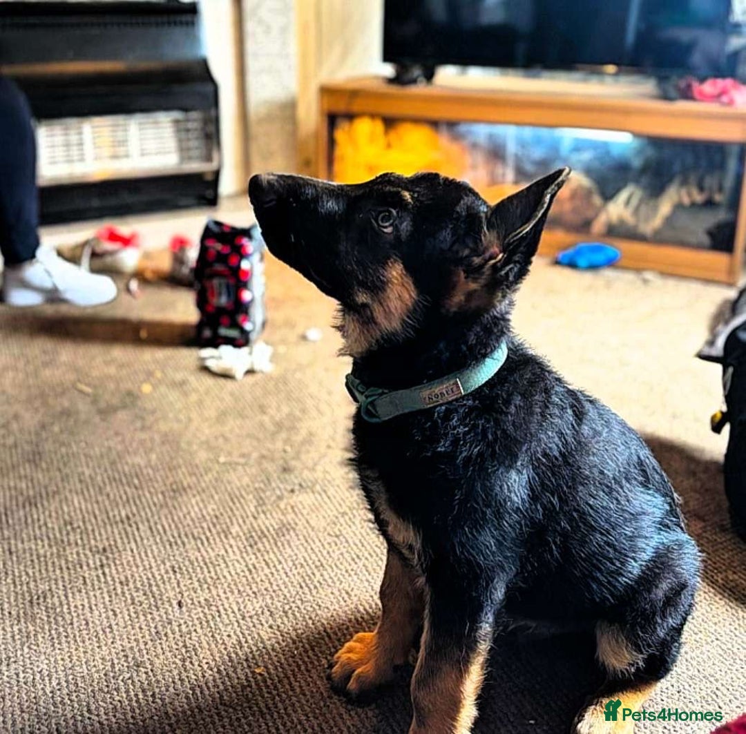 German Shepherd dogs for sale: Kenobi - 6 month old Male German Shepherd - Image 11