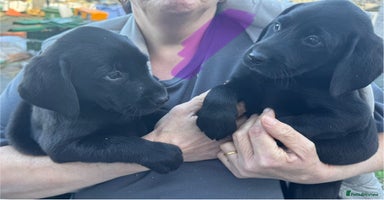 Labrador Retriever dogs Labrador pups - Advert 6