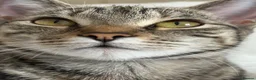 Mixed Breed cats for sale: Tabby short hair domestic  in Dagenham - Advert 3
