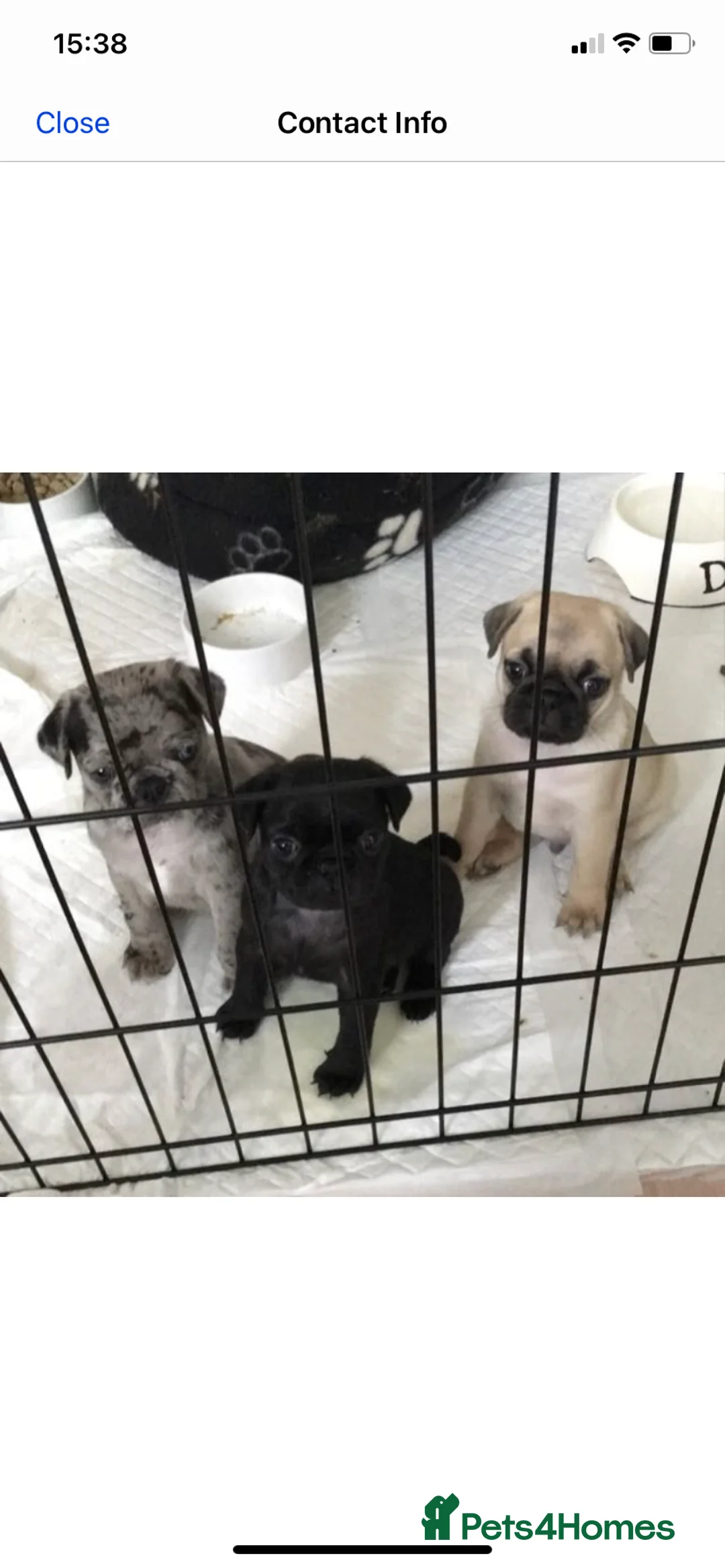 Pug dogs for stud: Merle n tan pug carrying fluffy & choc stud  in Harpenden - Advert 2