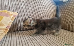 Maine Coon cats for sale: Maine coon cross - Image 5