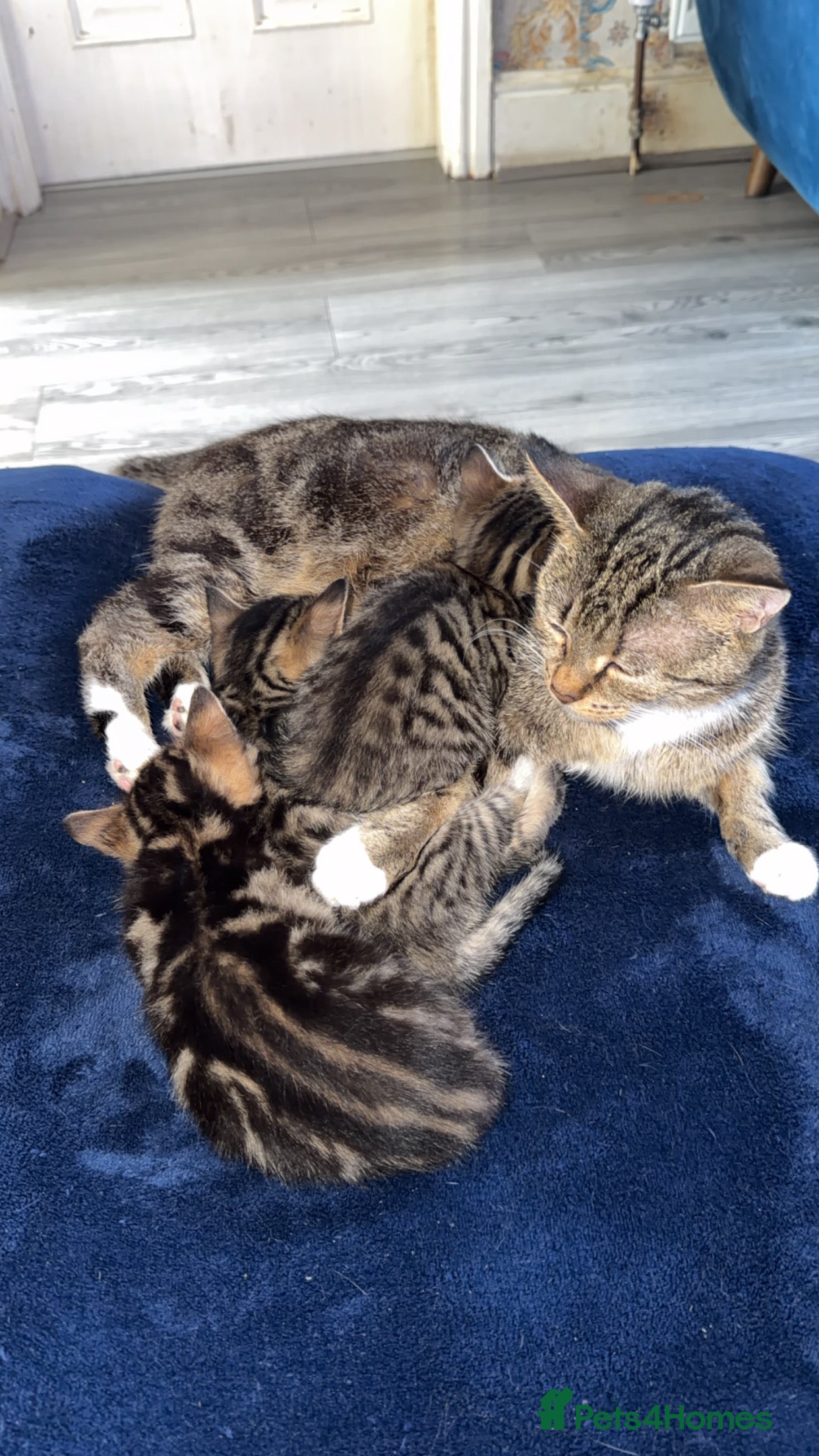 Mixed Breed cats Little Kittens  - Advert 2