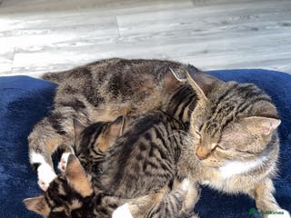 Mixed Breed cats Little Kittens - Advert 1