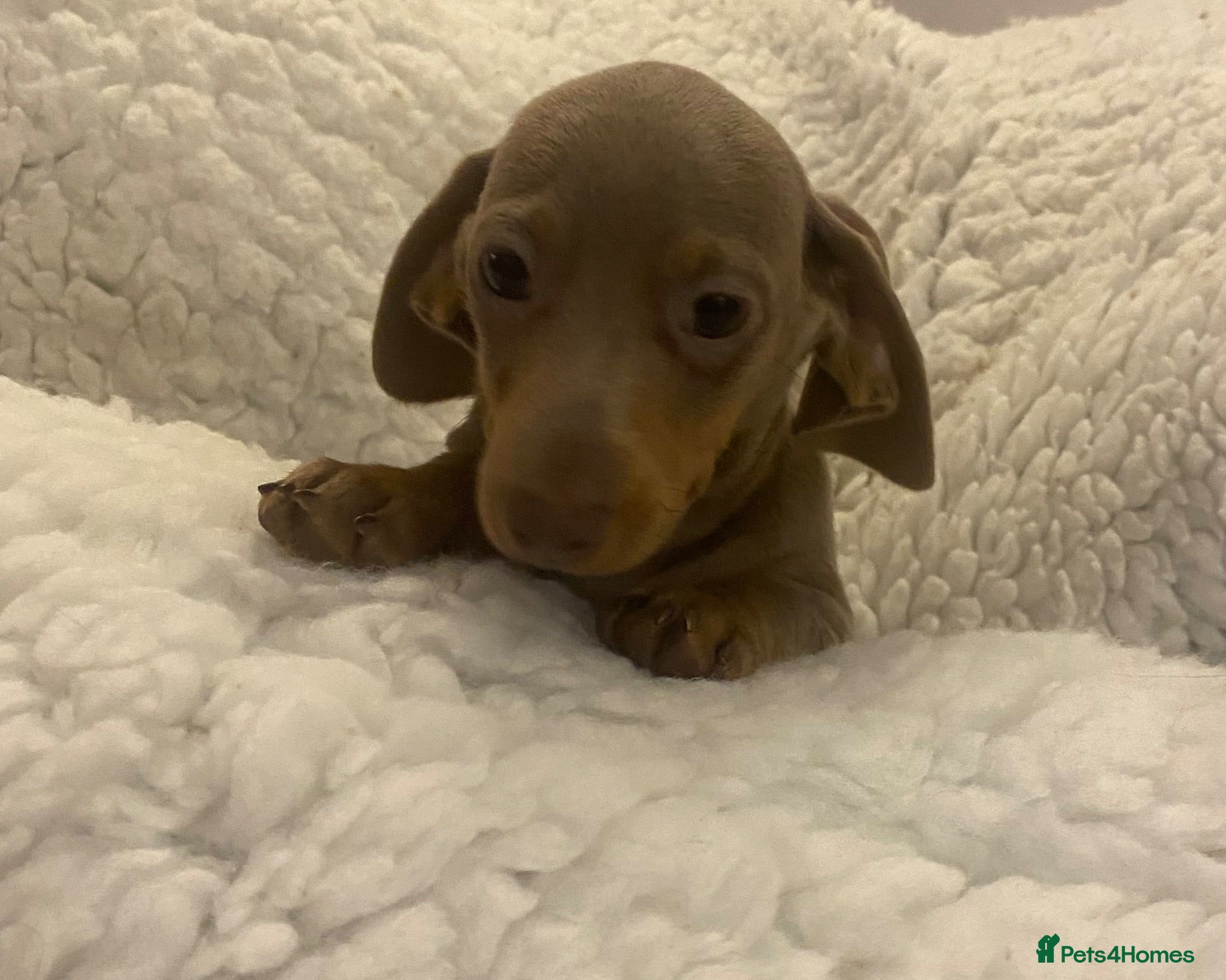 Miniature Dachshund dogs REDUCED READY TO GO Very small mini dachshund  - Advert 2