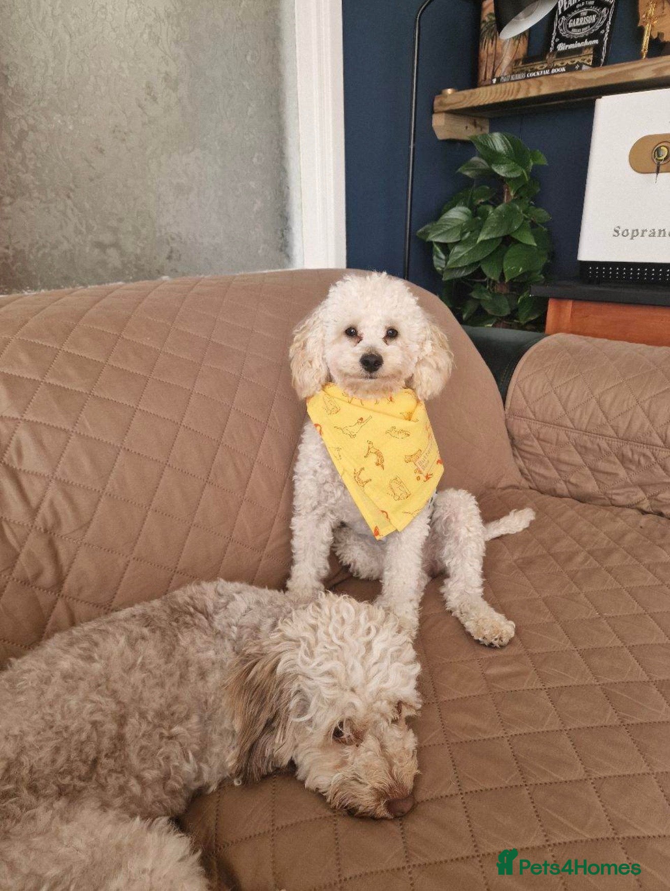 Cockapoo dogs for sale: Beautiful Toy Poodle x Cockapoo Girl - 9 Weeks Old - Advert 5