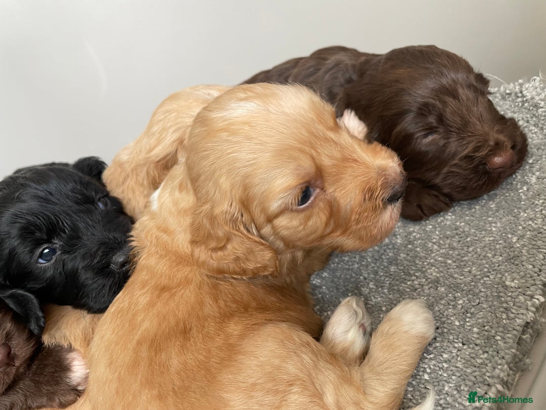 Cockapoo dogs for sale: F1 cockapoo p,r.a clear test - Image 6