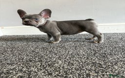 French Bulldog dogs for sale: French bulldog females puppies - Image 9