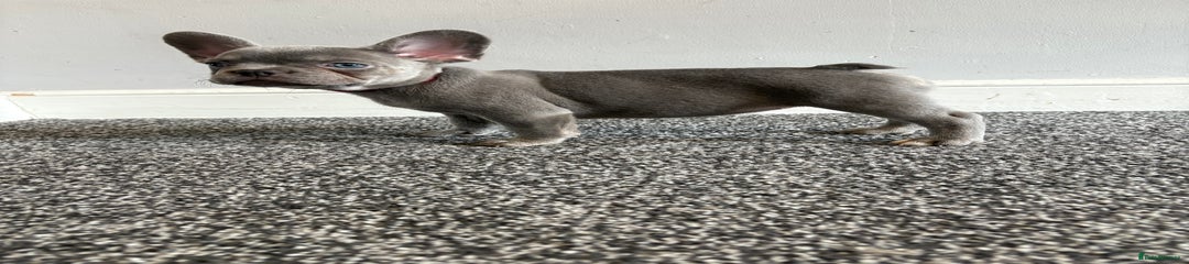 French Bulldog Puppy 5