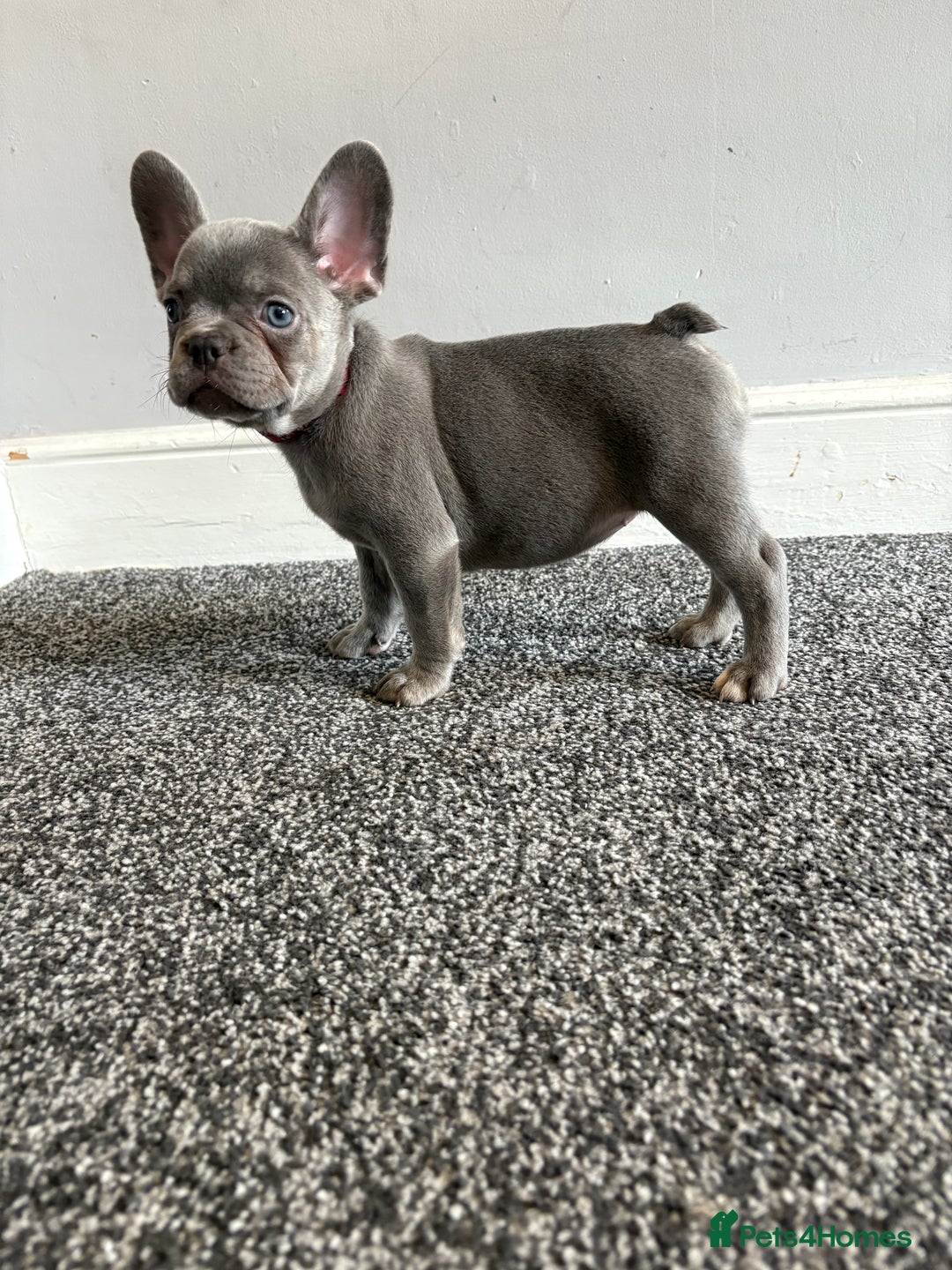 French Bulldog dogs for sale: French bulldog females puppies - Image 9