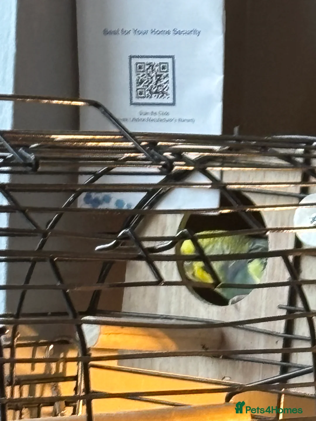 Budgerigars birds for sale: Male  - Advert 3