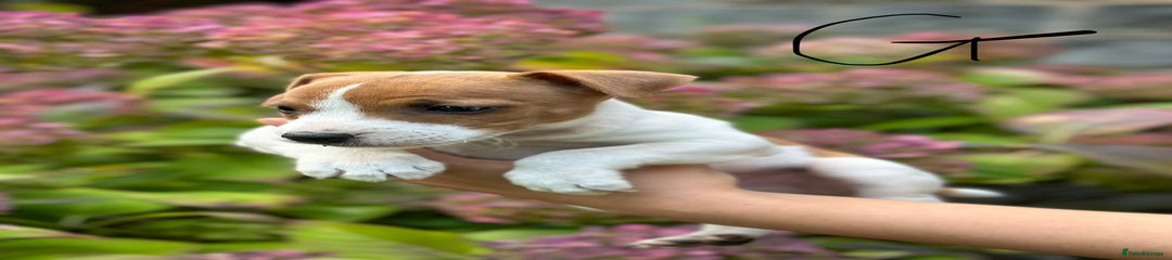 Jack Russell Puppy 2