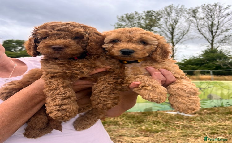 Cockapoo dogs - Advert 14