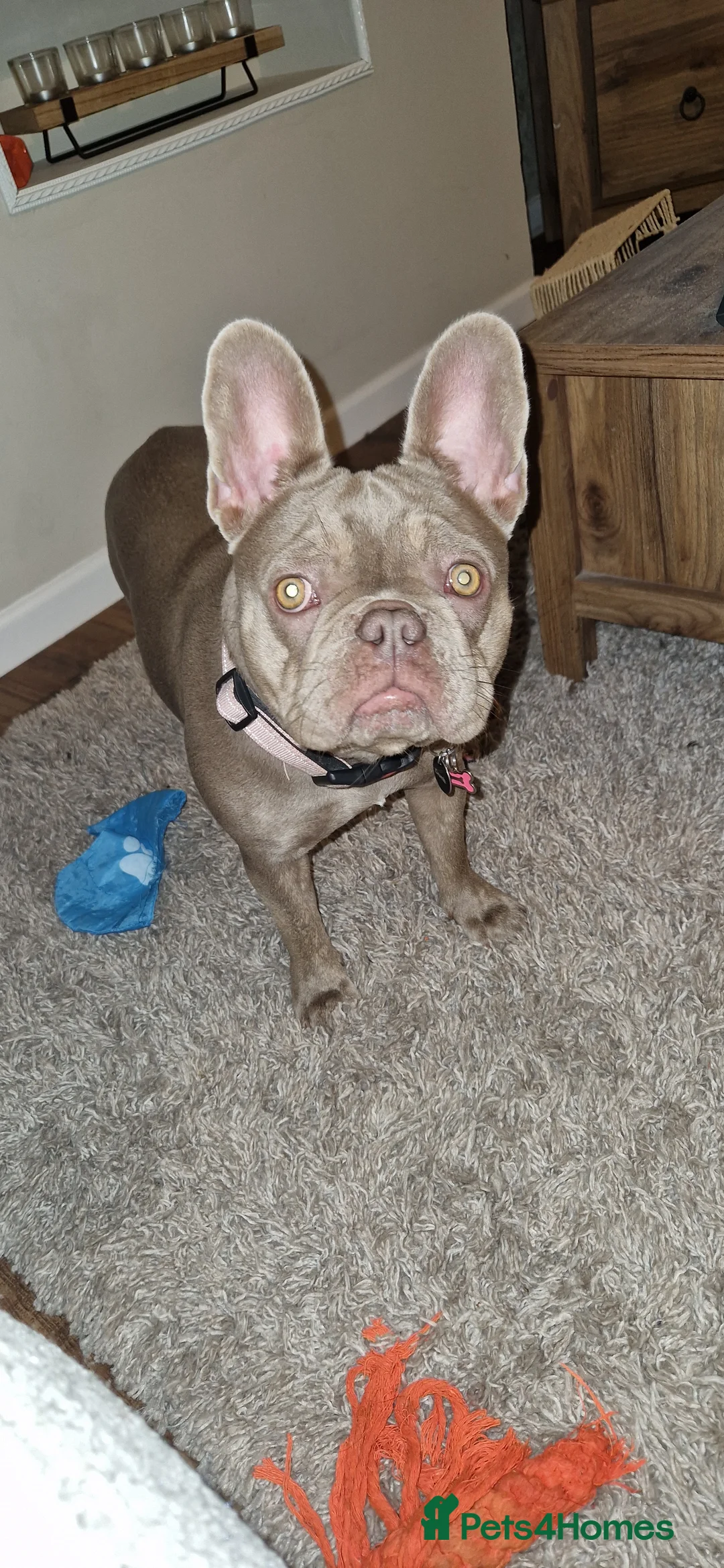 French Bulldog dogs for sale: Female French bulldog - Advert 2