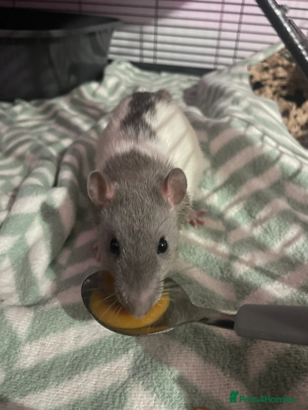 Rat rodents for sale: 4 male bonded rats (10months old) - Advert 2