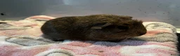 Guinea Pig rodents for sale: Handsome baby male guinea pig - Advert 4